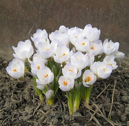 Бойчечак расми