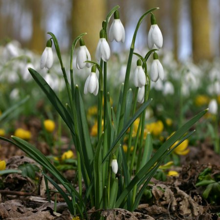 Первоцветы галантусы