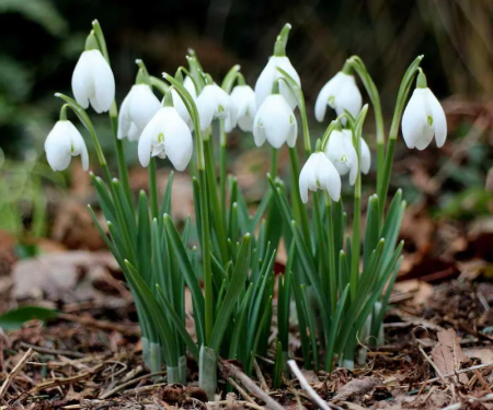 Подснежник Галантус