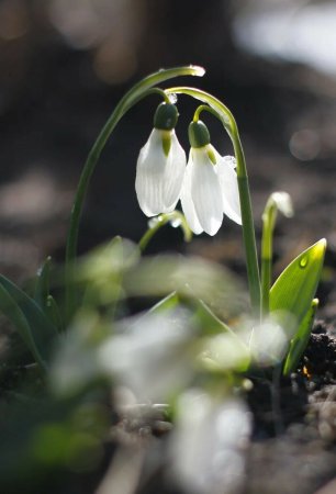 Подснежник плосколистный