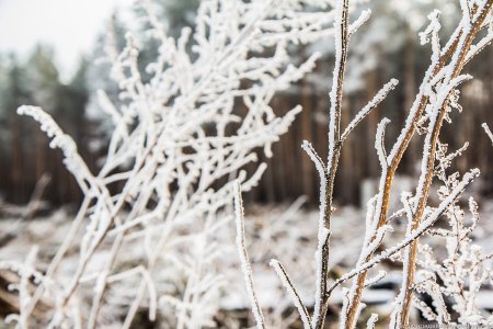 Иней на деревьях