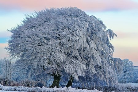 Деревья в снегу
