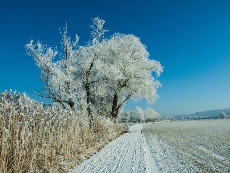 Пейзаж деревья в инее
