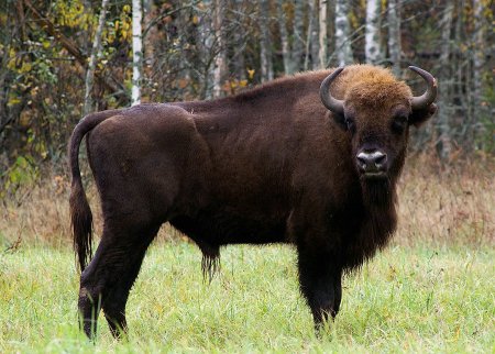 Европейский ЗУБР