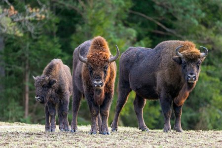 Беловежская пуща зубры