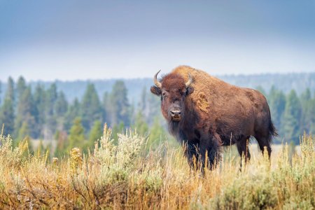 Зубры в Беловежской пуще