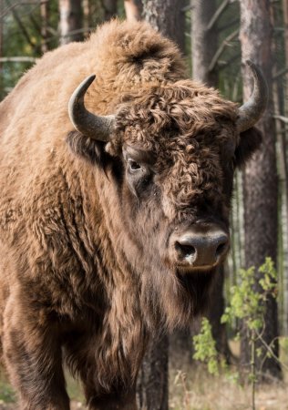 Европейский ЗУБР