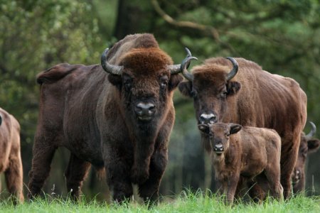 Кавказско-Беловежский ЗУБР