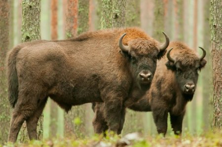 Беловежская пуща бизоны