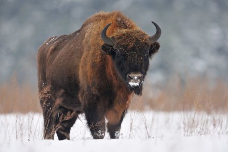 ЗУБР Bison bonasus