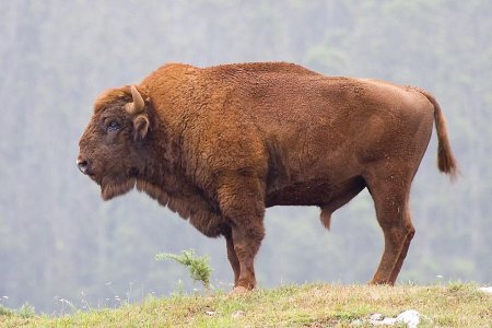 ЗУБР Bison bonasus