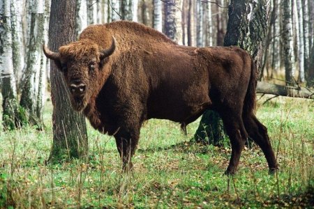 Беловежская пуща зубры заповедник