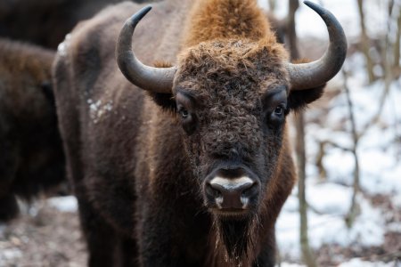 ЗУБР Сибирский