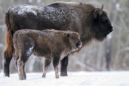 Кавказский биосферный заповедник ЗУБР