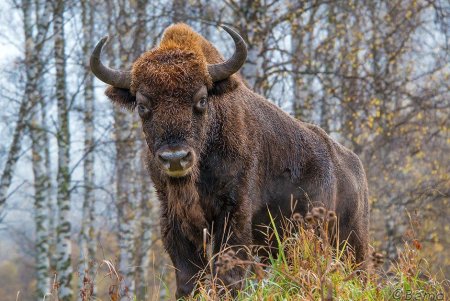ЗУБР (Европейский Бизон)