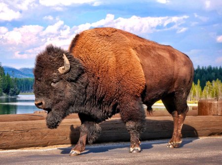ЗУБР Bison bonasus