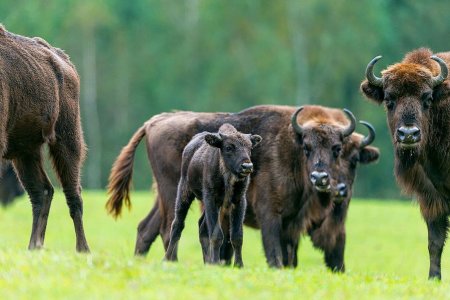 Беловежская пуща бизоны