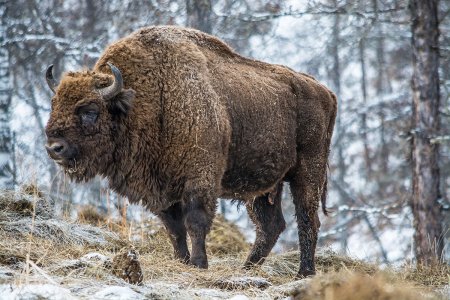 Зубровый питомник Алтай