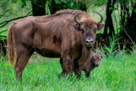 Европейский ЗУБР