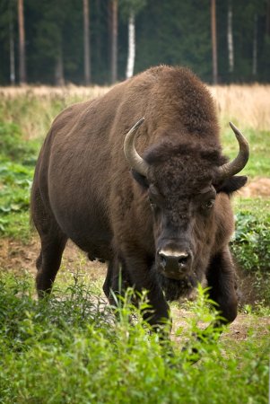 Европейский ЗУБР