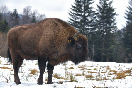 Карпатский ЗУБР