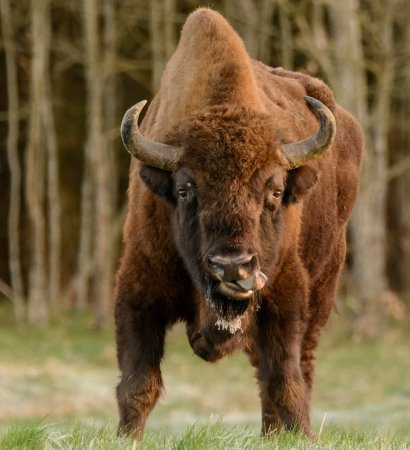 Беловежская пуща бизоны