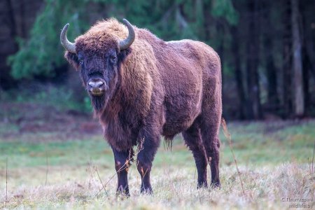 Кавказский ЗУБР вымерший