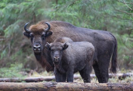 Детеныш зубра