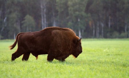 Беловежская пуща зубры