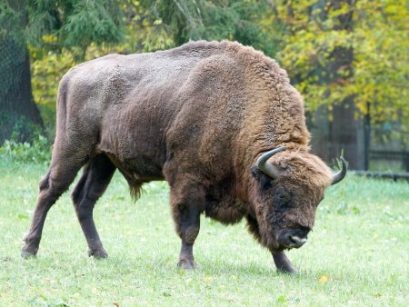 Кавказско-Беловежский ЗУБР