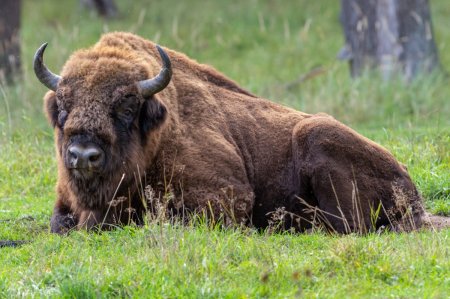 ЗУБР (Европейский Бизон)