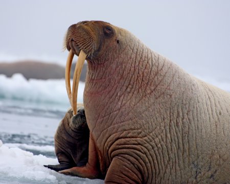 Морж (Odobenus rosmarus)