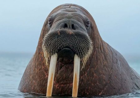 Дальневосточный морж