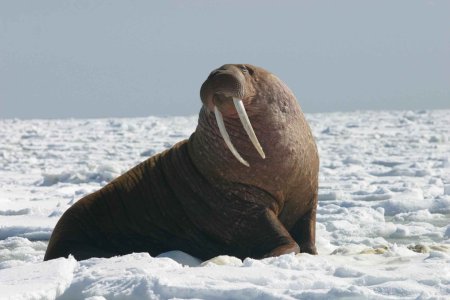 Морж Лаптевский подвид