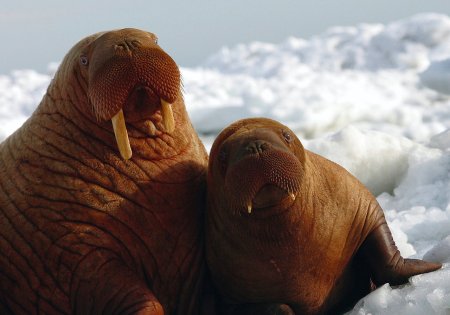 Тихоокеанский морж (Odobenus rosmarus divergens)