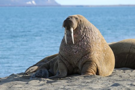Морж Лаптевский подвид