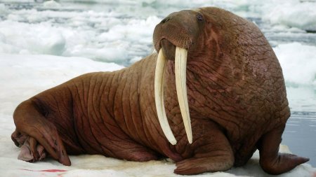 Тихоокеанский морж (Odobenus rosmarus divergens)