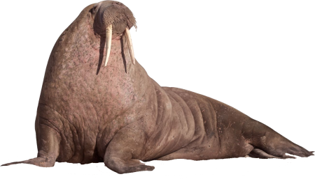 Морж на белом фоне