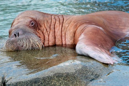 Тихоокеанский морж (Odobenus rosmarus divergens)