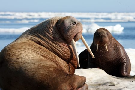 Тихоокеанский морж (Odobenus rosmarus divergens)