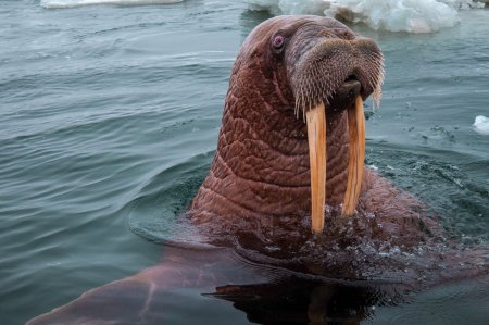Морж Лаптевский подвид