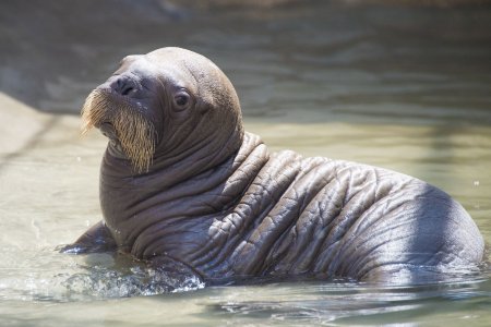 Лаптевский морж