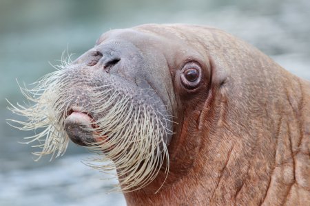 Морж Walrus