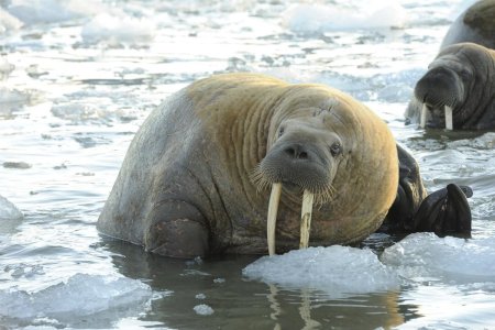 Лаптевский морж
