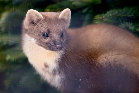 Лесная куница