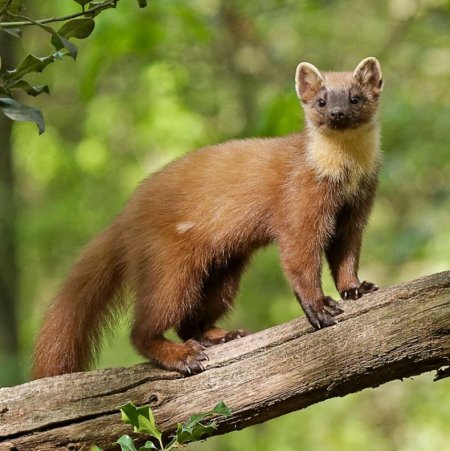 Лесная куница martes martes