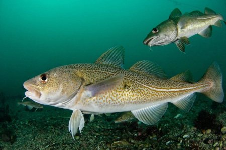 Атлантическая треска (gadus morhua)
