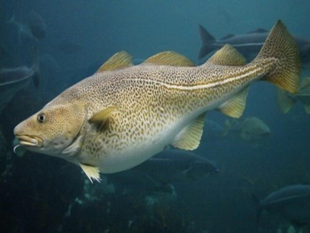 Атлантическая треска (gadus morhua)