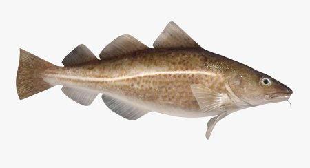 Атлантическая треска (gadus morhua)