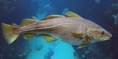 Атлантическая треска (gadus morhua)
